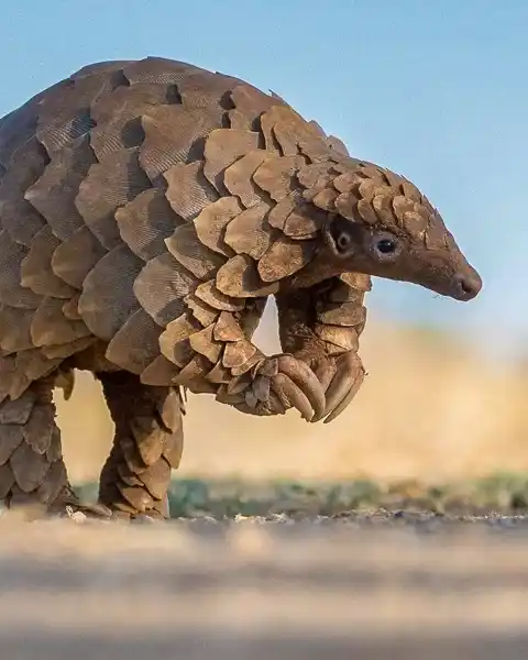 Tony Park - Books of Africa